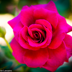 Brindabella Pride Rose protected by Plant Breeders Rights